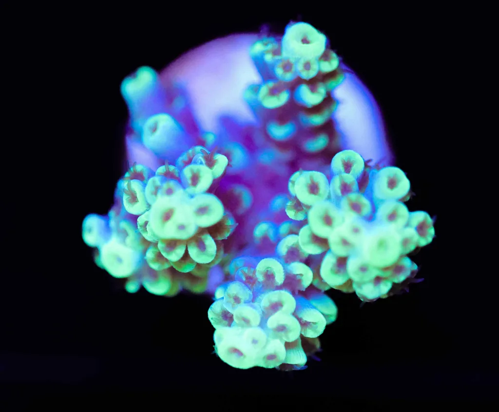 Frag Box Corals
