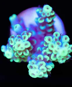 Bright Lime Light Acropora Frag (A6)