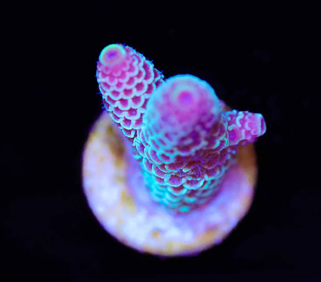 Frag Box Corals