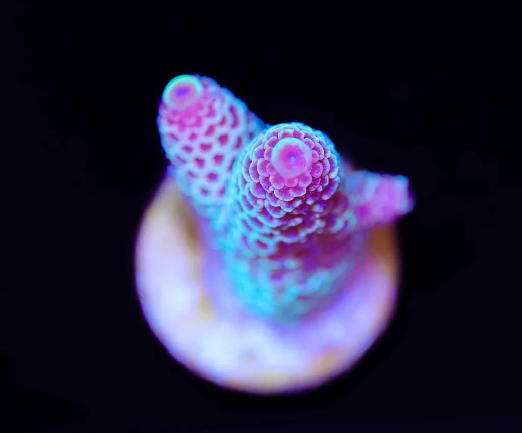 Frag Box Corals