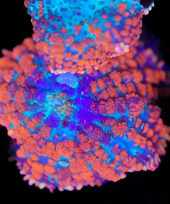 Tri Color Mushroom Frag (Row #91)