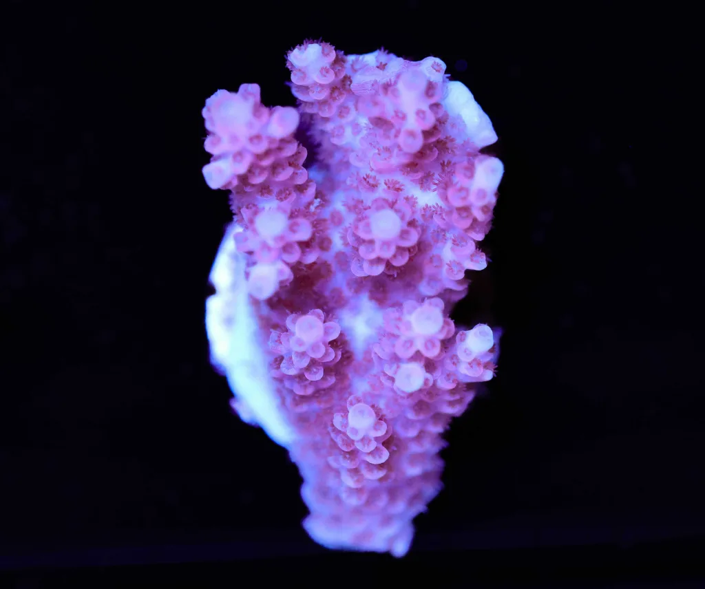 Frag Box Corals