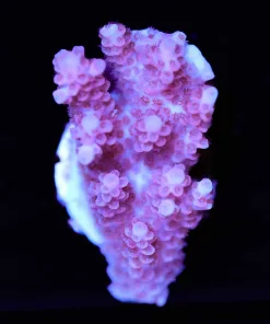 Pinkish Tabling Acropora Frag (A8)