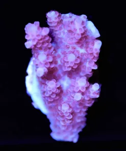 Pinkish Tabling Acropora Frag (A8)