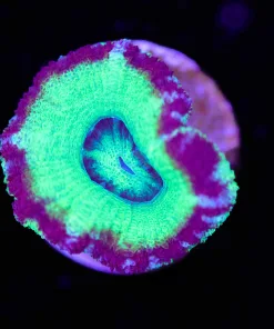 Unique Acan Frag (Row #50:B)