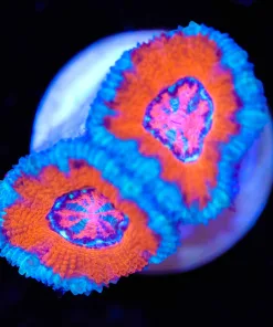 Frozen Acan Frag (Row #55)