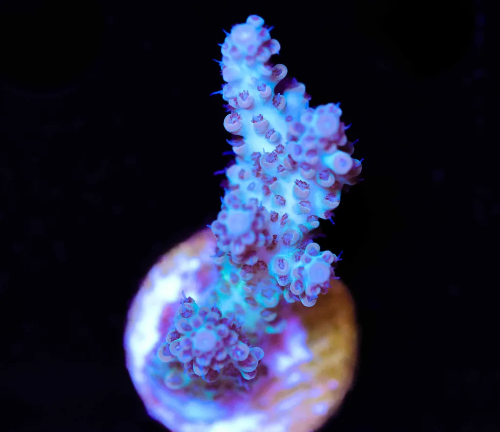 Frag Box Corals