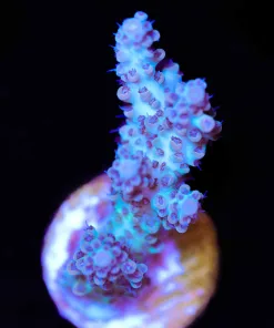 Tarzan Tabling Acropora Frag (A9)