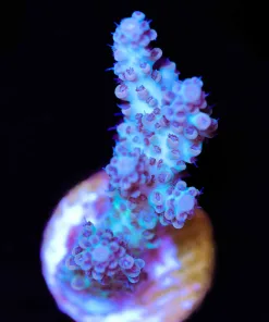 Tarzan Tabling Acropora Frag (A9)