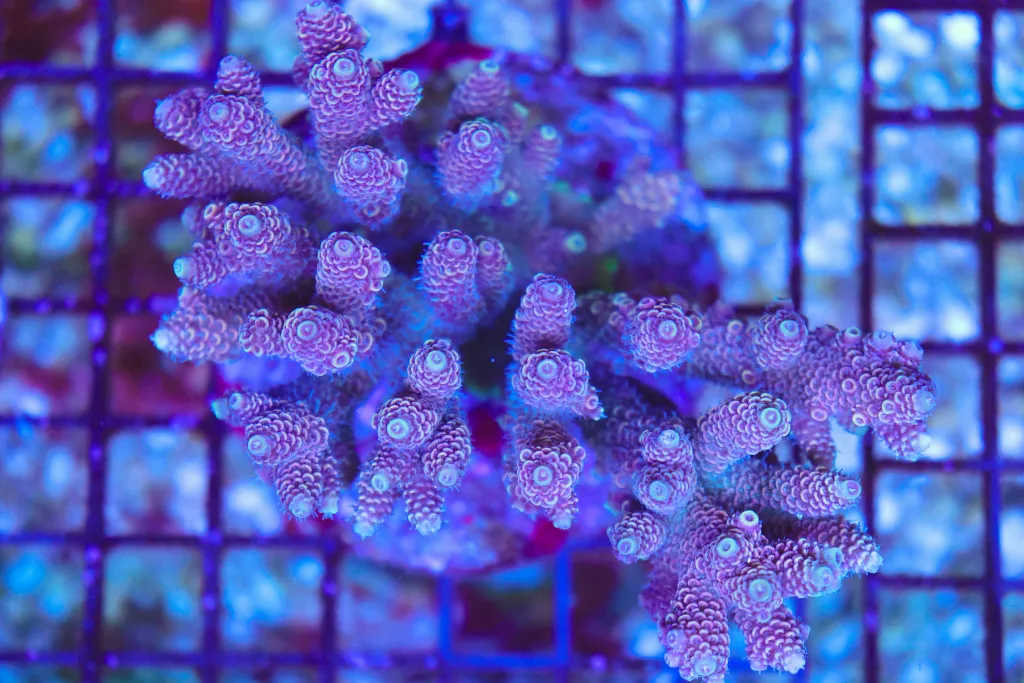 Frag Box Corals