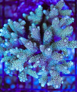 Wysiwyg Acropora Colony *Pick up please or no arrive alive guarantee - see descirption * (AC2)