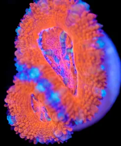 Orange Crush Acan Frag (Row #58)