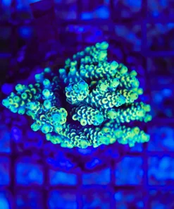 Wysiwyg Acropora Colony *Pick up please or no arrive alive guarantee - see descirption * (AC3)