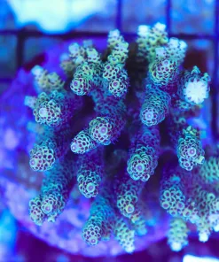 Wysiwyg Acropora Colony *Pick up please or no arrive alive guarantee - see descirption * (AC4)