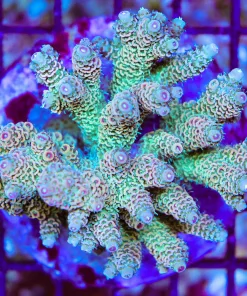 Wysiwyg Acropora Colony *Pick up please or no arrive alive guarantee - see descirption * (AC5)