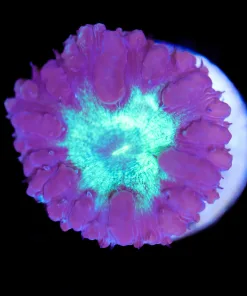 Vortex Blastomussa Frag (Row #59)