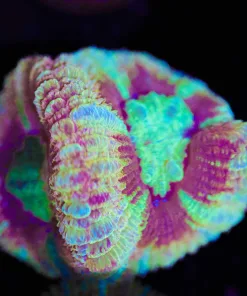 Sandstorm Acan Frag (Row #59:B)