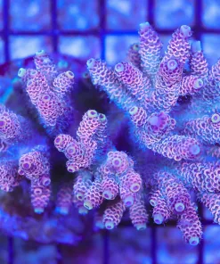 Wysiwyg Acropora Colony *Pick up please or no arrive alive guarantee - see descirption * (AC7)
