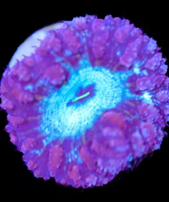 Blue Mouth Blastomussa Frag (Row #60)