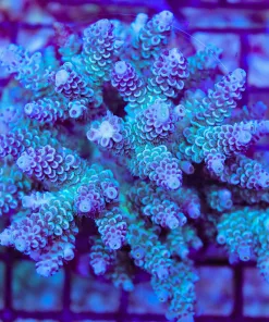 Wysiwyg Acropora Colony *Pick up please or no arrive alive guarantee - see descirption * (AC8)