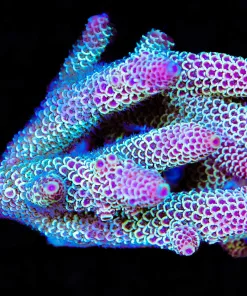 Wysiwyg Acropora Colony *Pick up please or no arrive alive guarantee - see descirption * (AC9)