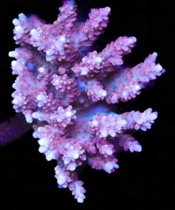 Wysiwyg Acropora Colony *Pick up please or no arrive alive guarantee - see descirption * (AC10)