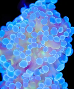 Blue Yellow Hammer Coral Frag (Row #77:B)