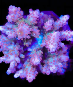 Wysiwyg Acropora Colony *Pick up please or no arrive alive guarantee - see descirption * (AC11)