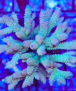 Wysiwyg Acropora Colony *Pick up please or no arrive alive guarantee - see descirption * (AC12)