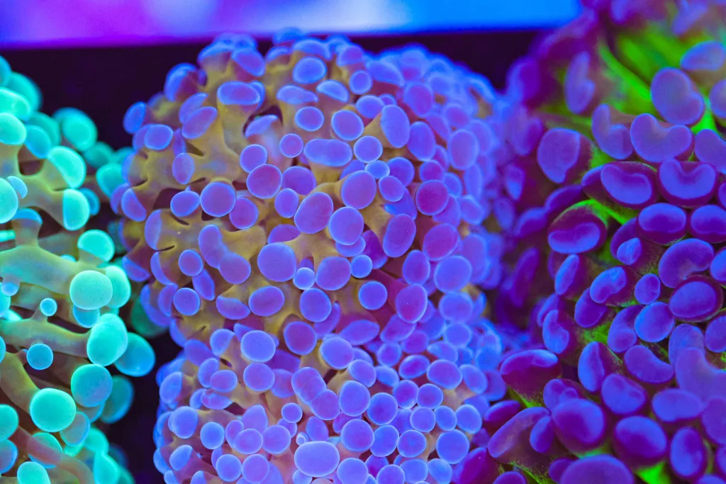 Frag Box Corals