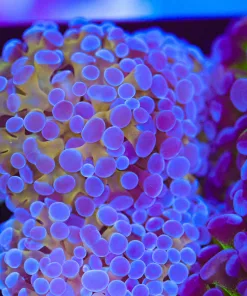Purple Gold Hammer Coral Frag (Row #80:B)