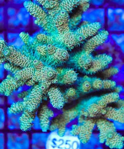 Wysiwyg Acropora Colony *Pick up please or no arrive alive guarantee - see descirption * (AC13)