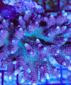 Wysiwyg Large Blue Purple Millepora Acropora Colony *Pick up please or no arrive alive guarantee - see descirption * (AC14)