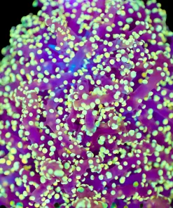 Golden Octospawn Coral (Row #85B)