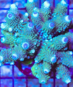 Wysiwyg Acropora Humilis Colony *Pick up please or no arrive alive guarantee - see descirption * (AC15)
