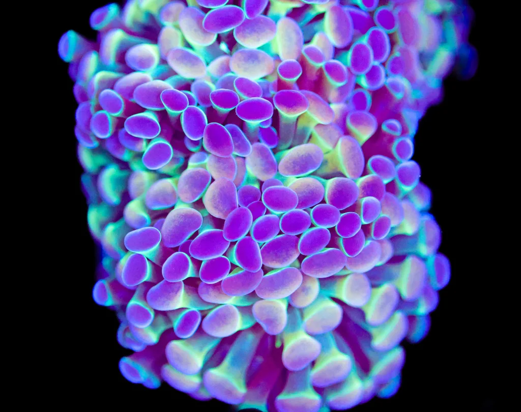 Frag Box Corals