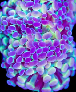Rainbow Hammer Coral Frag (Row #87:B)