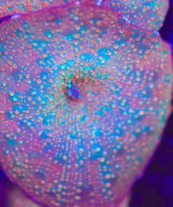 Birthday Cake Mushroom Coral Frag (Row #89)