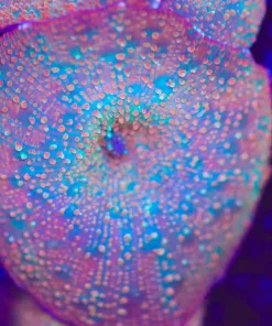 Birthday Cake Mushroom Coral Frag (Row #89)