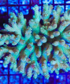 Wysiwyg Acropora Colony *Pick up please or no arrive alive guarantee - see descirption * (AC17)