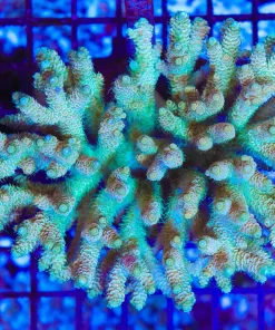 Wysiwyg Acropora Colony *Pick up please or no arrive alive guarantee - see descirption * (AC17)