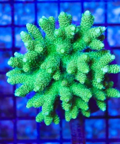 Wysiwyg Acropora Colony *Pick up please or no arrive alive guarantee - see descirption * (AC18)
