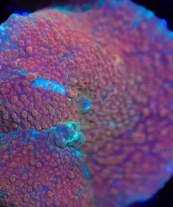 Discosoma Mushroom Coral Frag (Row #92)