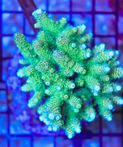 Wysiwyg Acropora Colony *Pick up please or no arrive alive guarantee – see descirption * (AC20)
