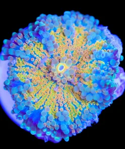 Sunshine Yuma Frag (Row #95:B)