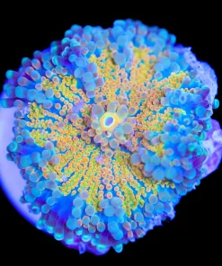 Sunshine Yuma Frag (Row #95)