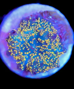 Small Interstellar Mushroom Frag (Row #95:C)