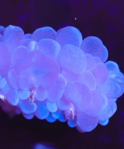 Small Bubble Coral Frag (Row #99)
