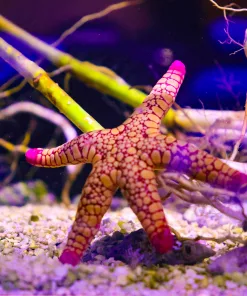 Wysiwyg Volcanoe Starfish #1