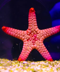 Wysiwyg Volcanoe Starfish #2